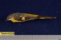 藏品(灰喉山椒鳥)的圖片